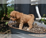 Small #4 Poodle (Toy)