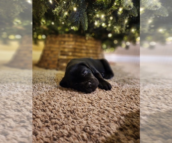 Medium Photo #4 Cane Corso Puppy For Sale in ATASCOCITA, TX, USA