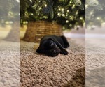 Small Photo #4 Cane Corso Puppy For Sale in ATASCOCITA, TX, USA