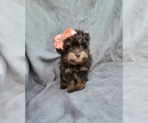 Aussiedoodle Miniature  Puppy for sale in INDIANAPOLIS, IN, USA