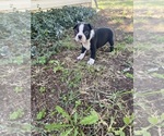 Small #3 Boston Terrier