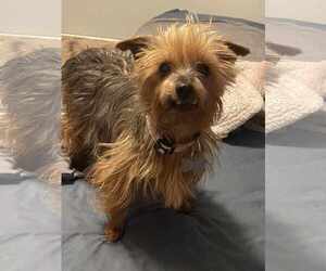 Tilly - Female Mutt Dog for Adoption - Photo #4