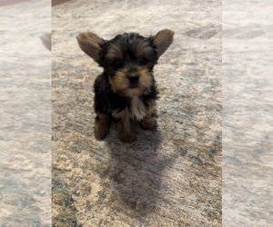 Yorkshire Terrier Puppy for sale in NORMAN, OK, USA