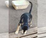 Small Labrador Retriever Mix