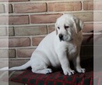 Small Photo #7 Labrador Retriever Puppy For Sale in LEOLA, PA, USA