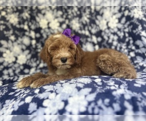 Cockapoo Puppy for sale in LAKELAND, FL, USA