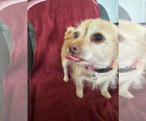 Chihuahua-Unknown Mix Dogs for adoption in Plainfield, IL, USA