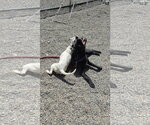 Small #7 Jack Russell Terrier Mix