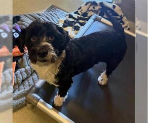 Maltipoo (Miniature) Dogs for adoption in San Martin, CA, USA