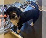 Small Maltipoo (Miniature)