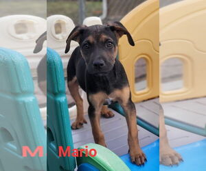 Australian Shepherd-Unknown Mix Dogs for adoption in Des Moines, IA, USA