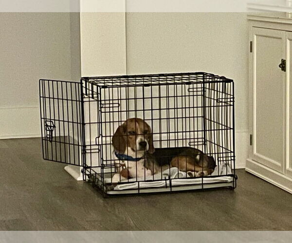 Medium Photo #4 Beagle Puppy For Sale in Mooresville, NC, USA