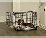 Small #3 Beagle