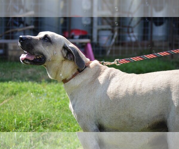 Medium Photo #1 Anatolian Shepherd-Unknown Mix Puppy For Sale in Bend, OR, USA