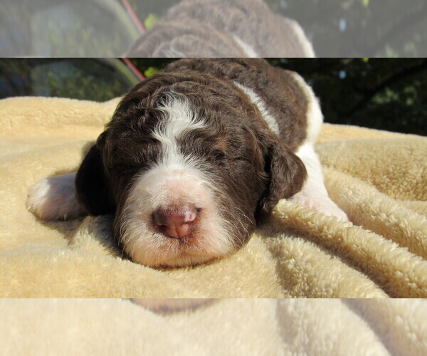 Medium Photo #1 Bernedoodle Puppy For Sale in BIG ROCK, IL, USA
