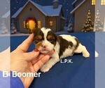 Image preview for Ad Listing. Nickname: Tiny Boomer