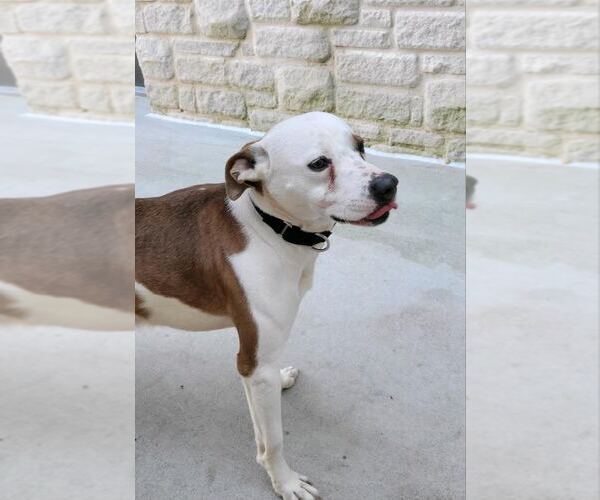 Medium Photo #18 Mutt Puppy For Sale in Atlanta, GA, USA