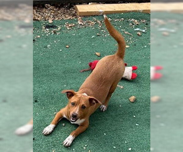 Medium Photo #2 Chiweenie Puppy For Sale in Wakefield, RI, USA