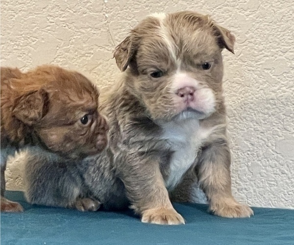 Medium Photo #8 English Bulldog Puppy For Sale in PHOENIX, AZ, USA