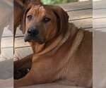 Small #1 Coonhound Mix