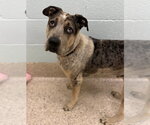 OREO - Male Catahoula Leopard Dog-Unknown Mix Dog for Adoption - Small photo