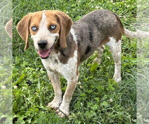 Beagle Dogs for adoption in Batavia, OH, USA