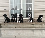 Small #1 Great Dane-Sheepadoodle Mix