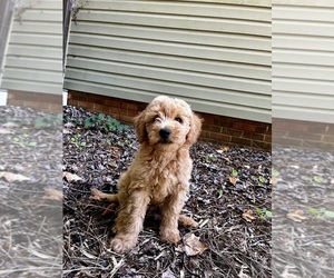 Goldendoodle (Miniature) Puppy for sale in MOCKSVILLE, NC, USA