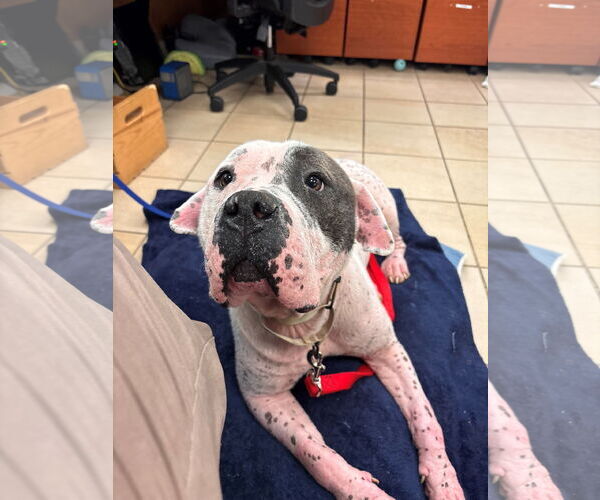 Medium Photo #4 American Bulldog-Unknown Mix Puppy For Sale in Virginia Beach, VA, USA