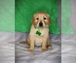 Small #4 Golden Retriever