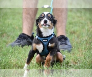 Miniature Australian Shepherd Puppy for sale in PALM COAST, FL, USA