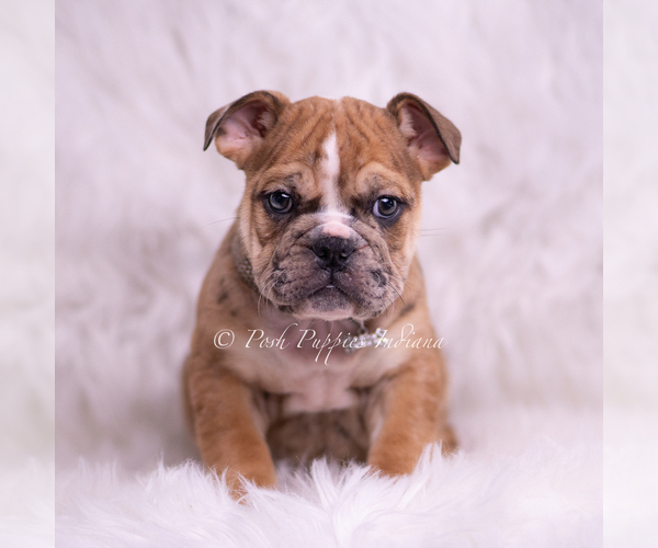 Medium Photo #35 Bulldog Puppy For Sale in WARSAW, IN, USA