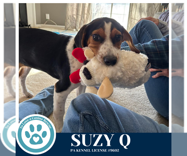 Medium Photo #7 Beagle-Unknown Mix Puppy For Sale in Kimberton, PA, USA