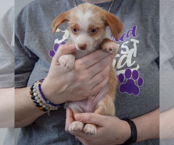 Medium Photo #3 Chiweenie Puppy For Sale in Huntley, IL, USA