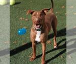 Small #13 American Pit Bull Terrier-Chihuahua Mix