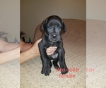 Small Photo #7 Great Dane Puppy For Sale in MOUNT GILEAD, OH, USA