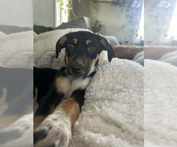 Medium Photo #1 Labrador Retriever-Unknown Mix Puppy For Sale in Springdale, PA, USA