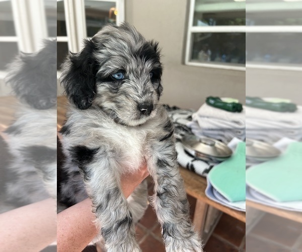 Medium Photo #7 Aussiedoodle Puppy For Sale in LONGWOOD, FL, USA