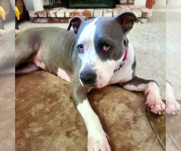Medium Photo #6 American Staffordshire Terrier Puppy For Sale in San Juan Capistrano, CA, USA