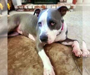Peggy - Female American Staffordshire Terrier Dog for Adoption - Photo #6