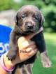 Small Photo #1 Labrador Retriever Puppy For Sale in MARTINSVILLE, IN, USA