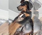 Small Photo #29 Doberman Pinscher Puppy For Sale in BEGGS, OK, USA