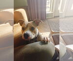 Small #1 American Bulldog Mix