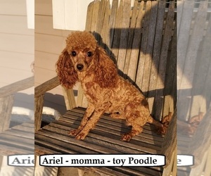 Mother of the Poodle (Toy) puppies born on 12/26/2023