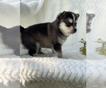 Puppy Mojo Alaskan Klee Kai-Pomsky Mix