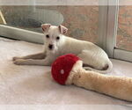 Small #1 Jack Russell Terrier Mix