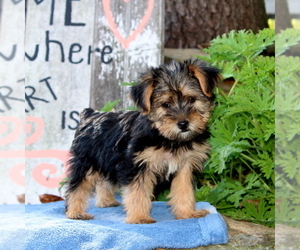 Yorkshire Terrier Puppy for sale in HOLTWOOD, PA, USA