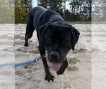 Raven - Female Rottweiler Dog for Adoption - Small photo