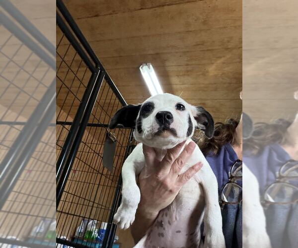 Medium Photo #1 Mutt Puppy For Sale in Elmsford, NY, USA