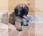 Small Photo #4 Shih Tzu Puppy For Sale in MANES, MO, USA